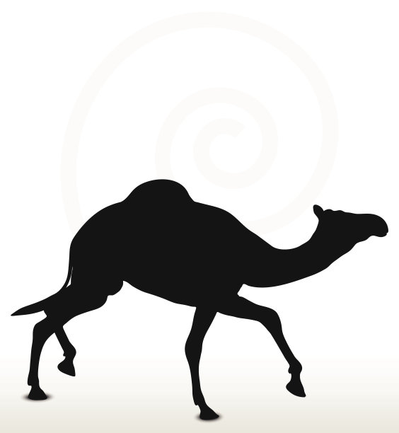 骆驼在小跑姿势图片下载