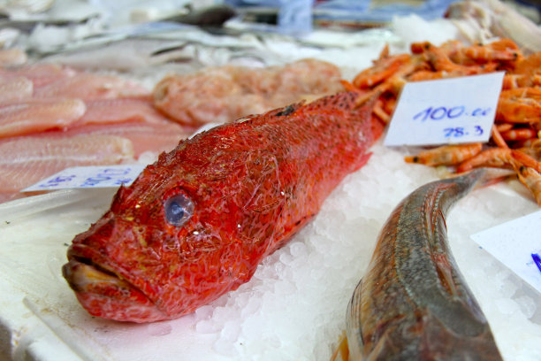 蝎子鱼-蝎子科图片下载