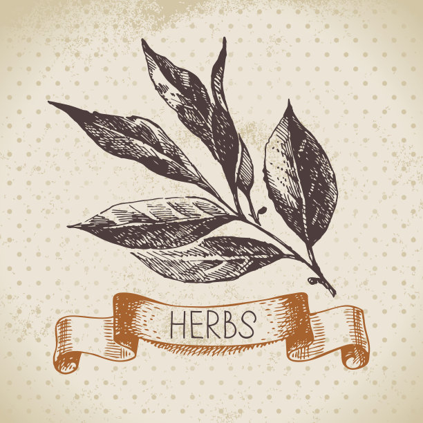 厨房香草和香料。复古背景与手绘ske图片下载