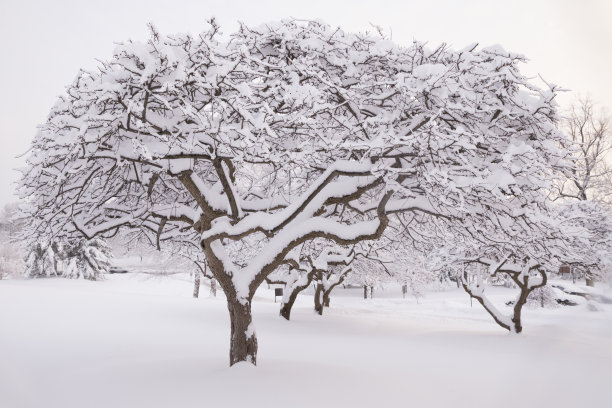 雪覆盖的树木图片下载