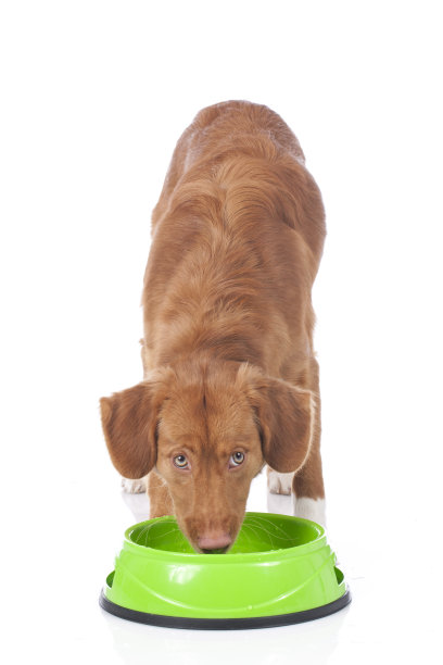 寻回犬正在喝水图片下载