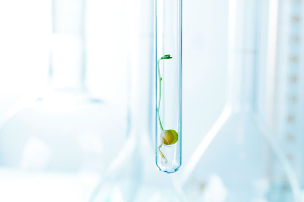 试管中的小植物图片下载