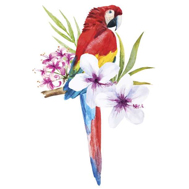 水彩的鹦鹉图片下载