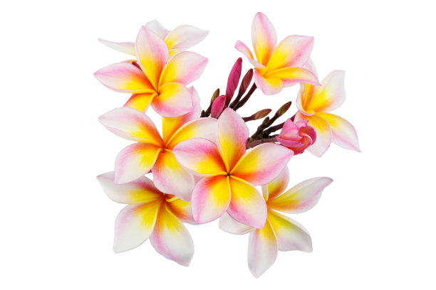 粉红色鸡蛋花孤立在白色背景上，集中在中心图片下载