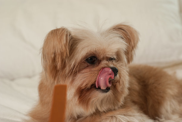 狗想要治疗图片下载