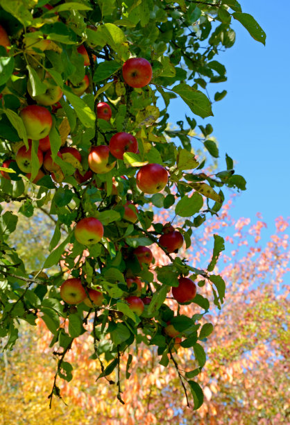 苹果树图片下载