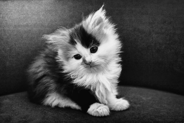 可爱的猫图片下载