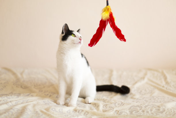 年轻的猫图片下载