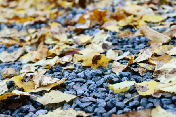 秋叶落在鹅卵石铺成的街道上图片下载