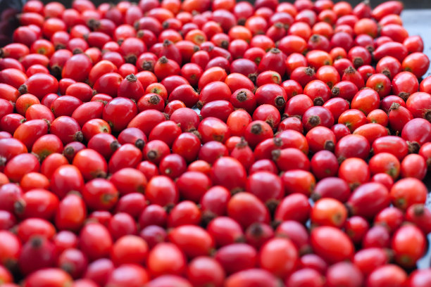 生玫瑰果图片下载