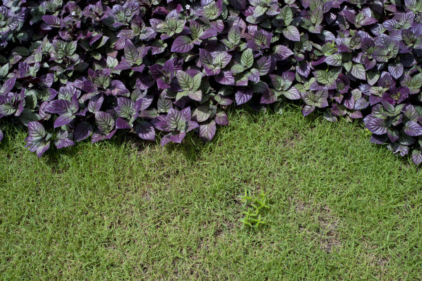 花园的背景图片下载