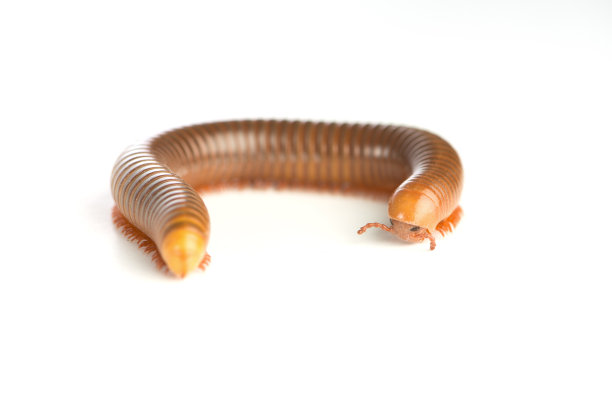 千足虫在白色背景上图片下载