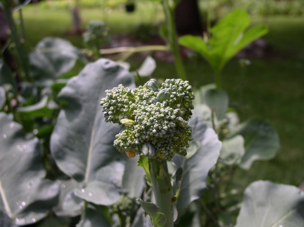 花椰菜头图片下载