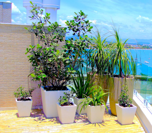 盆栽植物图片下载