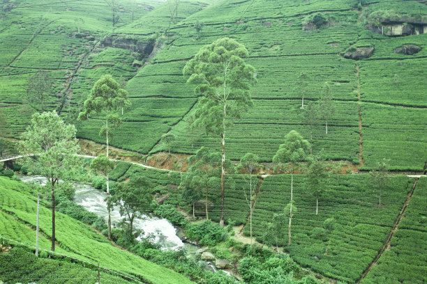 斯里兰卡的茶园图片下载