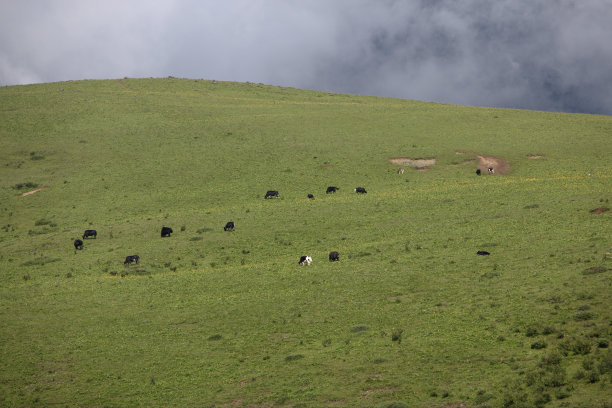 牦牛放牧山,图片下载