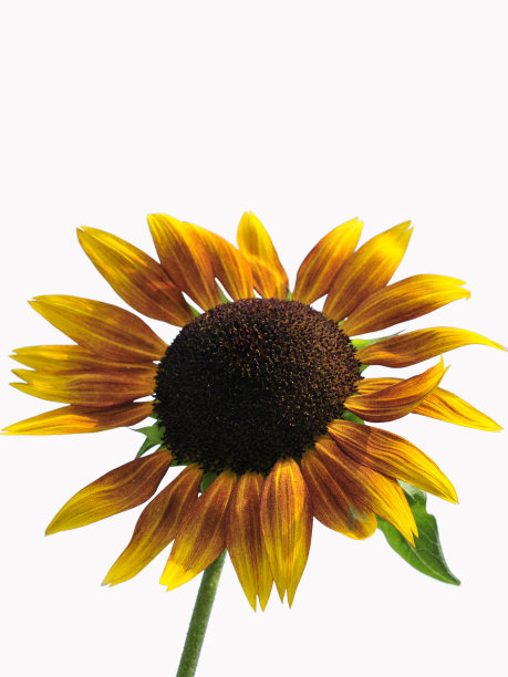 站起来图片下载