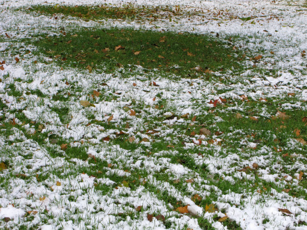 草地上的雪图片下载