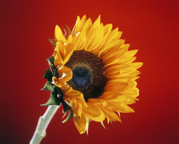 红色背景上的亮黄色向日葵图片下载
