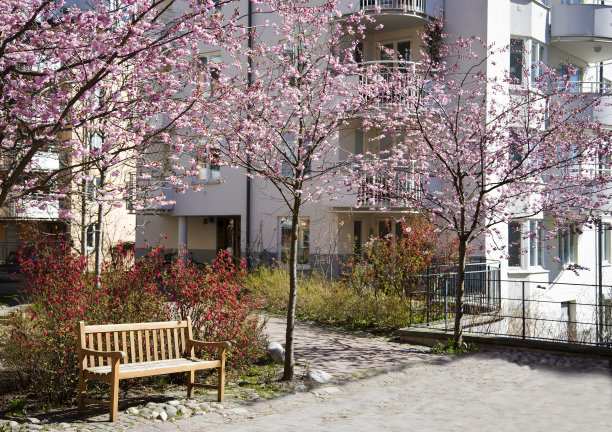 春天，城里有樱花盛开。图片下载