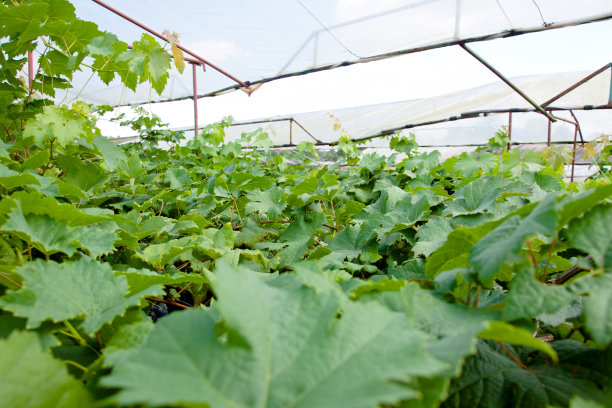 葡萄叶图片下载