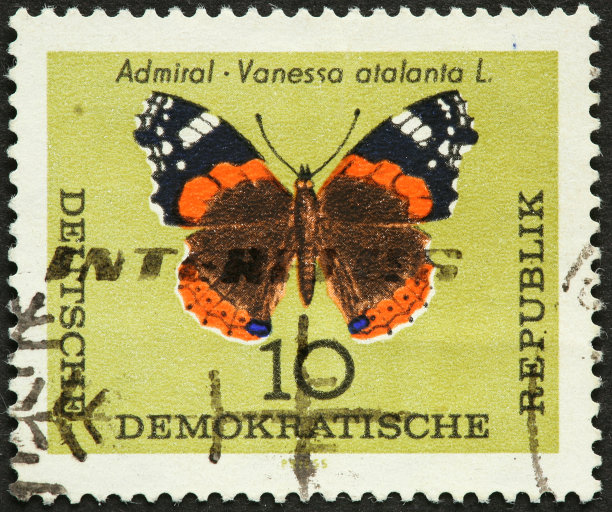 海军上将蝴蝶图片下载