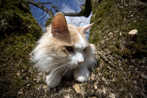 猫朋友坐在树上图片下载