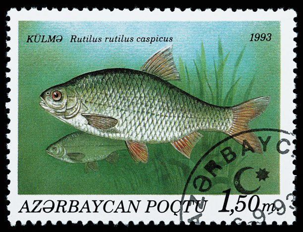 鱼的邮票图片下载