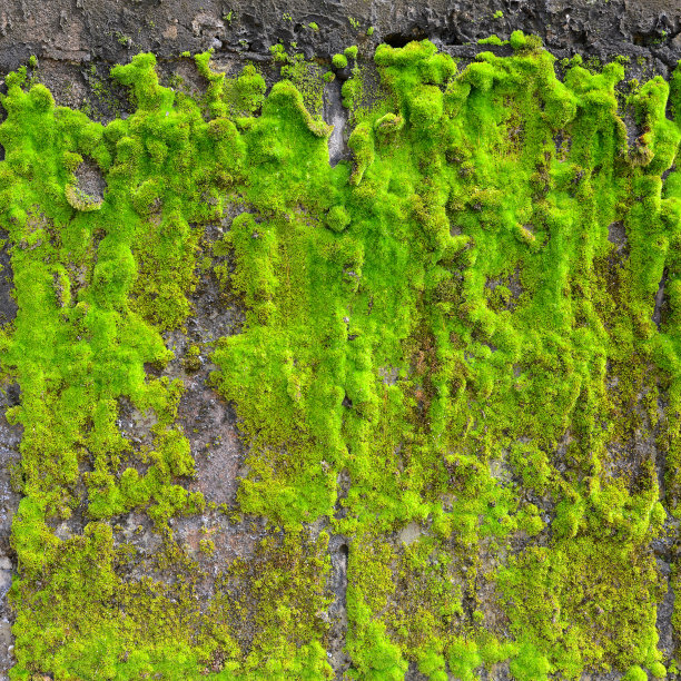 苔藓在墙壁上图片下载