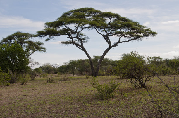 非洲的一种刺树图片下载