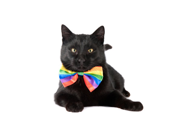 黑色的猫图片下载