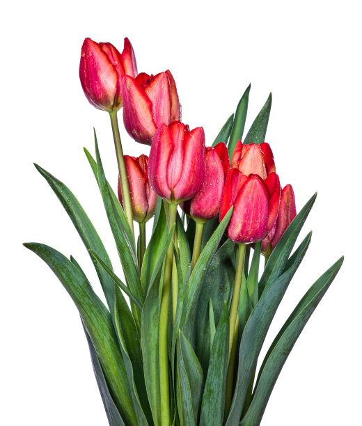 新鲜的郁金香图片下载