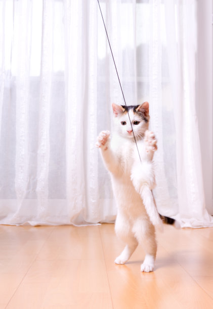 在白色的小猫图片下载