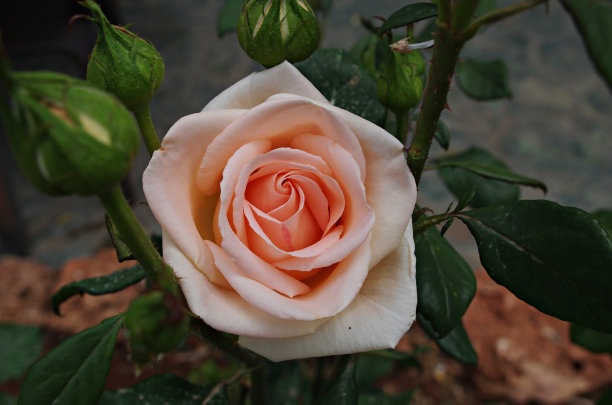 亮粉红色玫瑰图片下载