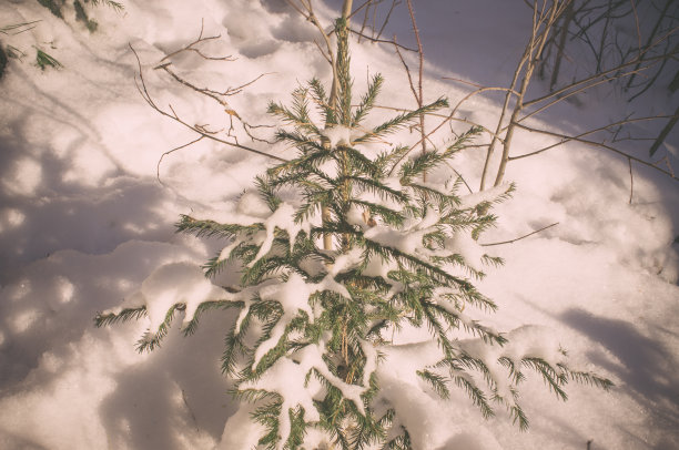 云杉树枝上覆盖着雪图片下载