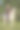 骑马的女人骑着黄昏的夏光，白色的阿拉伯马图片下载
