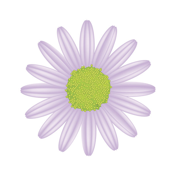 白色背景上的紫罗兰雏菊花图片下载