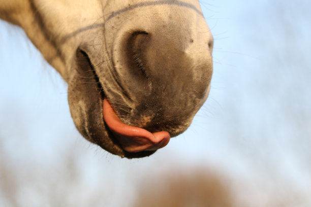 骑马带舌头的特写图片下载