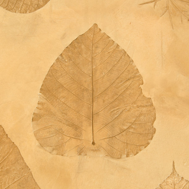 树叶墙纸和背景图片下载