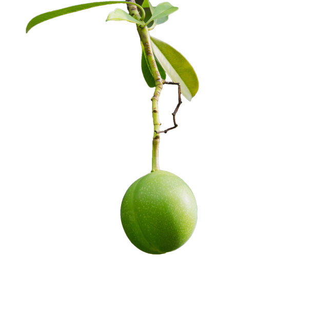 在白色背景的树上结着野芒果果实图片下载