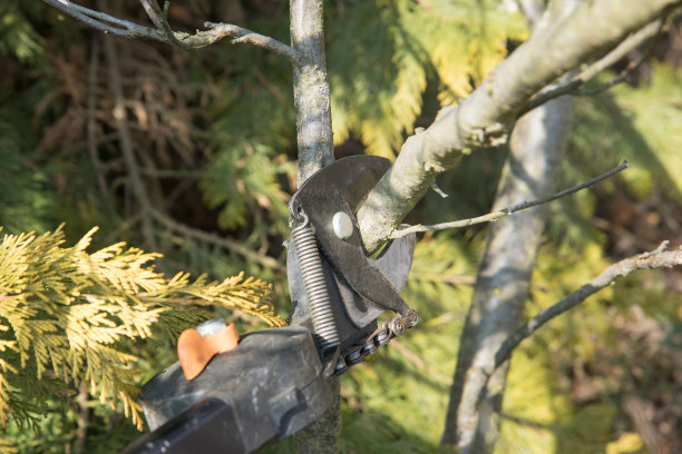 园艺修剪特写图片下载