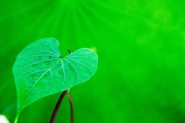 绿叶中的绿叶图片下载