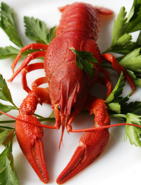浅盘上的煮龙虾图片下载