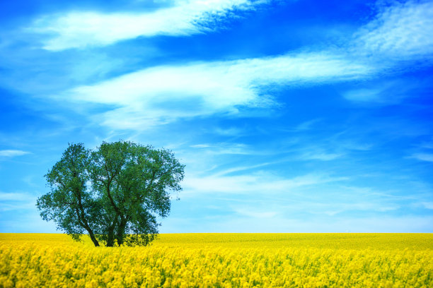 油菜开花图片下载