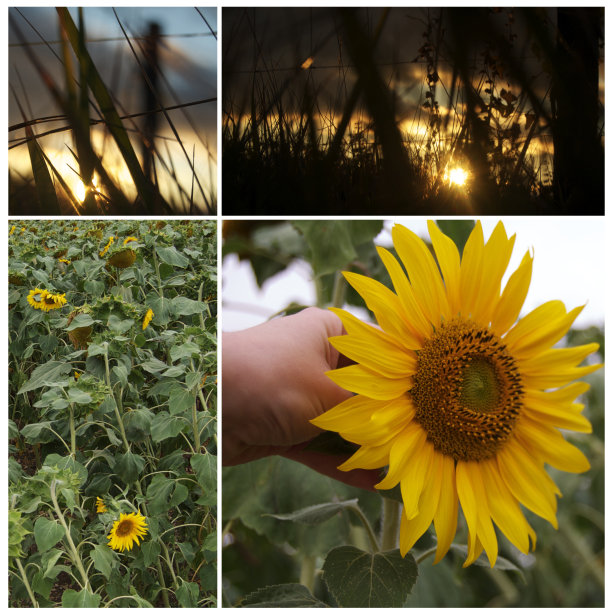 科拉奇向日葵图片下载