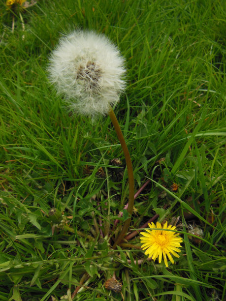 蒲公英在春天图片下载