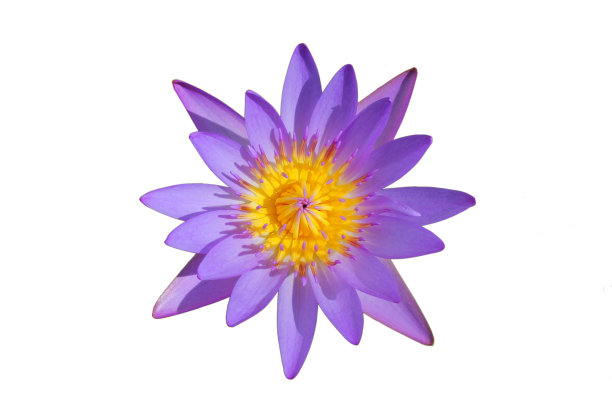 顶视图美丽的紫色睡莲孤立在白色的背景图片下载