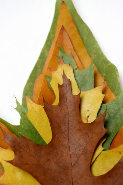 干燥的秋天的落叶图片下载