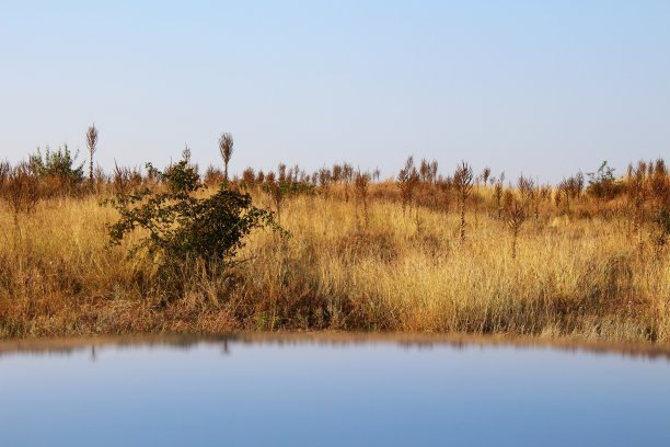平原上干枯的高草带着倒影图片下载