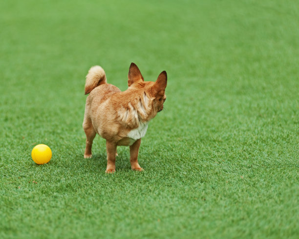 绿色草地上的红色吉娃娃狗。图片下载